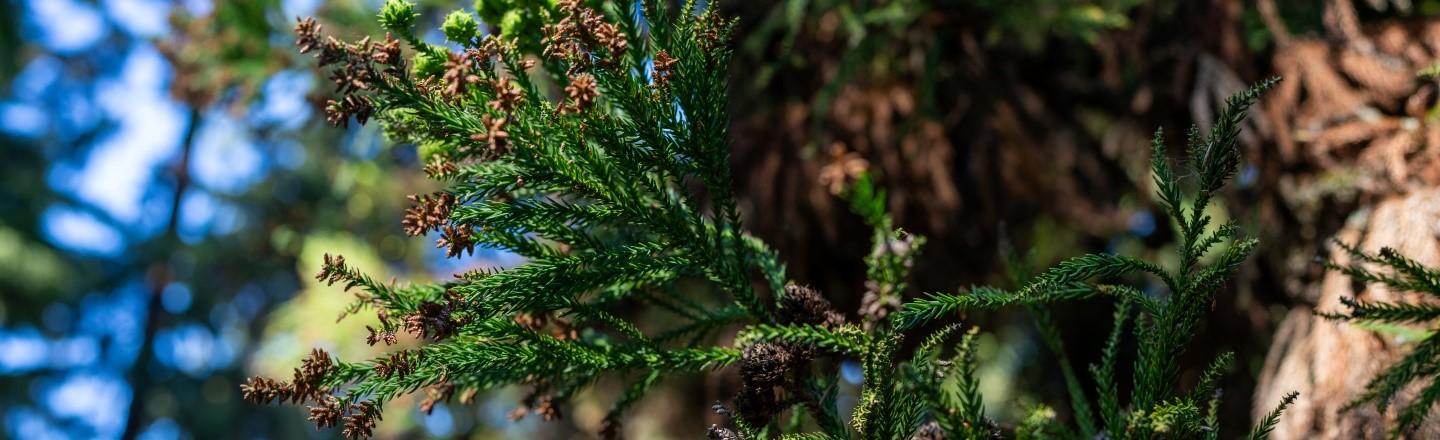 detail of evergreen tree against blue sky