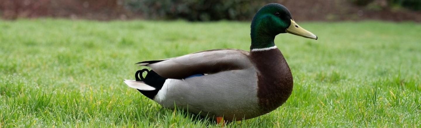 mallard duck in the grass