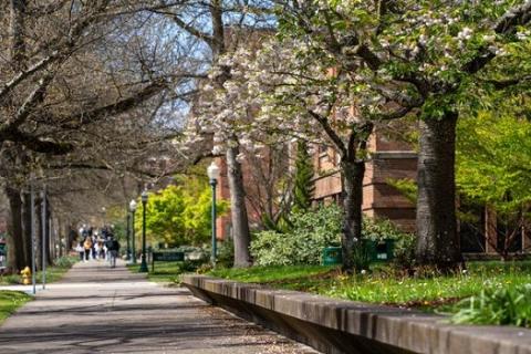 13th Avenue with flowering tree