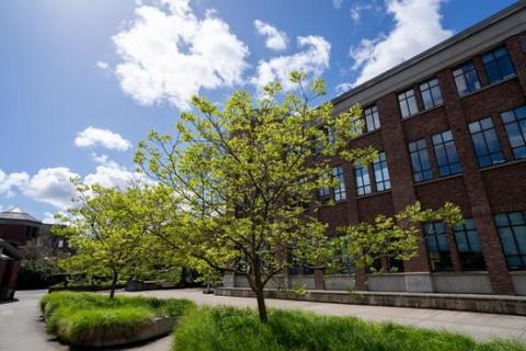 Young green tree by Cascade Hall