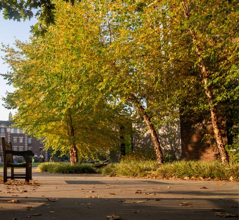 trees on campus