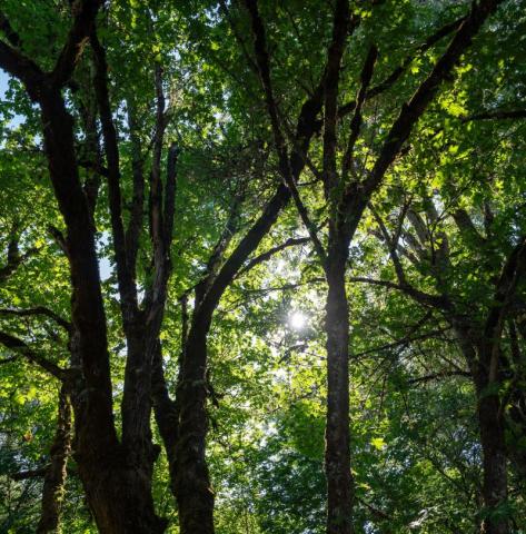 trees at Mt. Pisgah