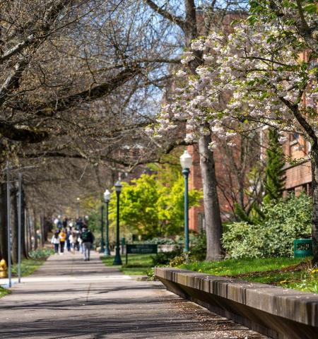 sidewalk, spring tree on campus